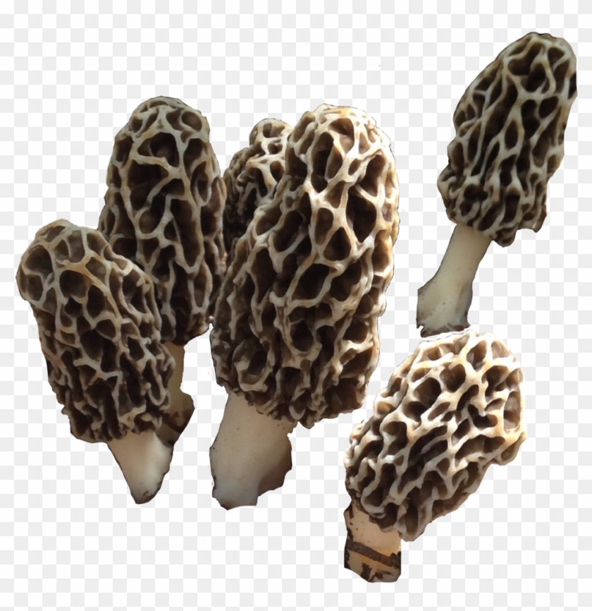 #morelmushroom #mushroom #shroom #fungi #morel #nature - False Morel Clipart #4996712