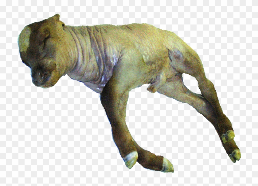 Image - Animal Figure Clipart