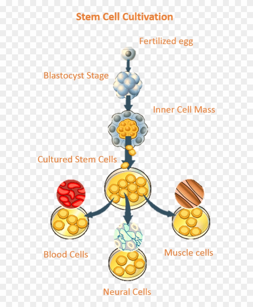 Embryonic Stem Cells Are Extremely Useful In The Medical - Stem Cell Divides Into Clipart #4998095