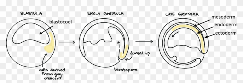 During Gastrulation, The Cells Of The Embryo Move Dramatically -  Gastrulation In Animal Development Clipart (#4998118) - PikPng