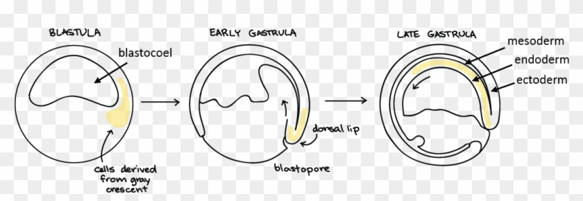 During Gastrulation, The Cells Of The Embryo Move Dramatically - Gastrulation In Animal Development Clipart #4998118