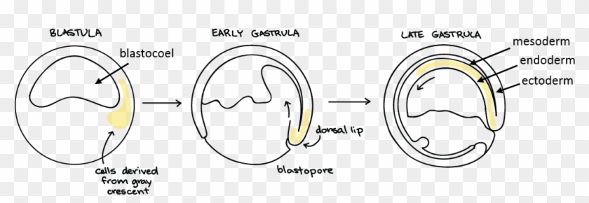 During Gastrulation, The Cells Of The Embryo Move Dramatically - Gastrulation In Animal Development Clipart
