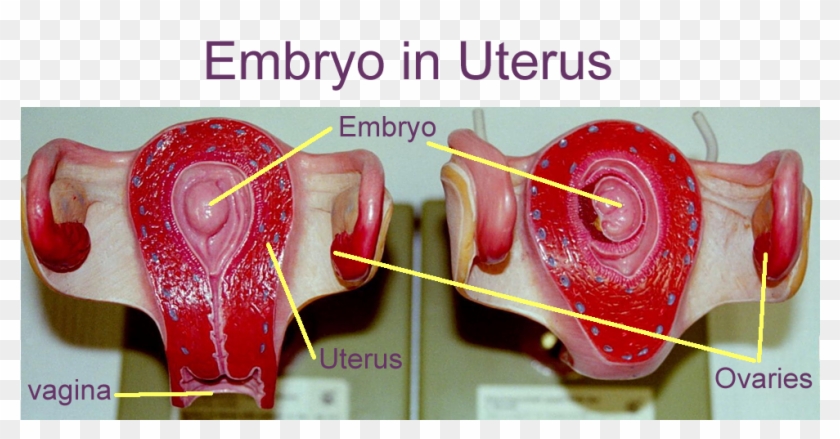 Embryo In Utero - Heart Clipart #4998353