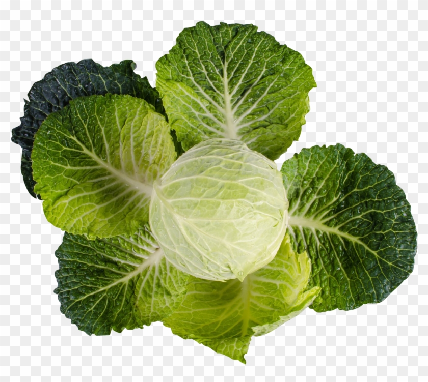 Sayuran Yg Banyak Mengandung Gas Clipart