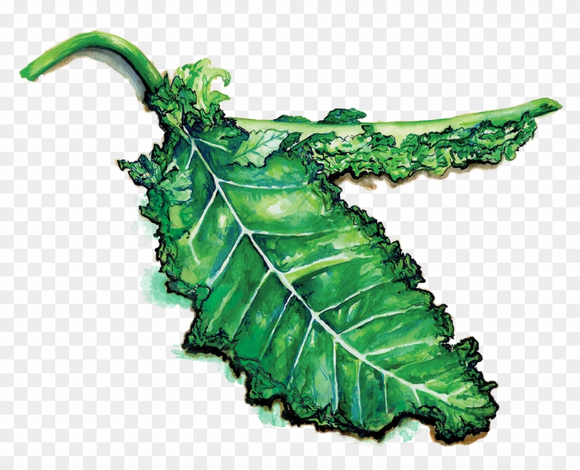 Kale Clipart #50940