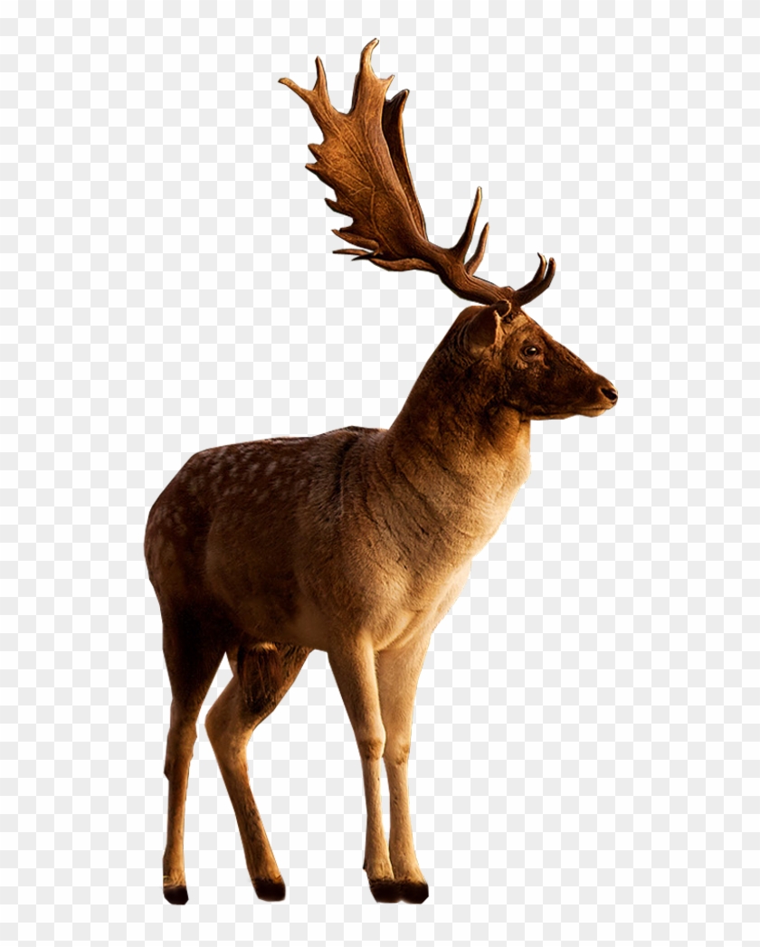 Deer Hd Png - Deer Clipart