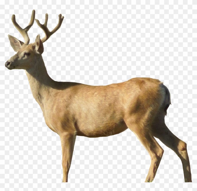 Hidden Ranch Outfitters - Deer Png Clipart #51149