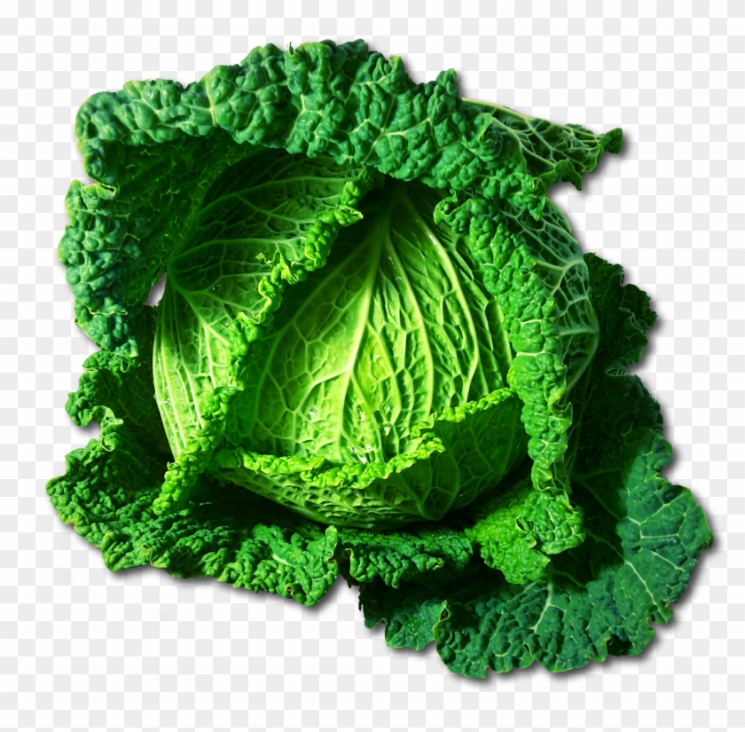 Kale Clipart Different Vegetable - Cabbage Clip Art - Png Download #52083