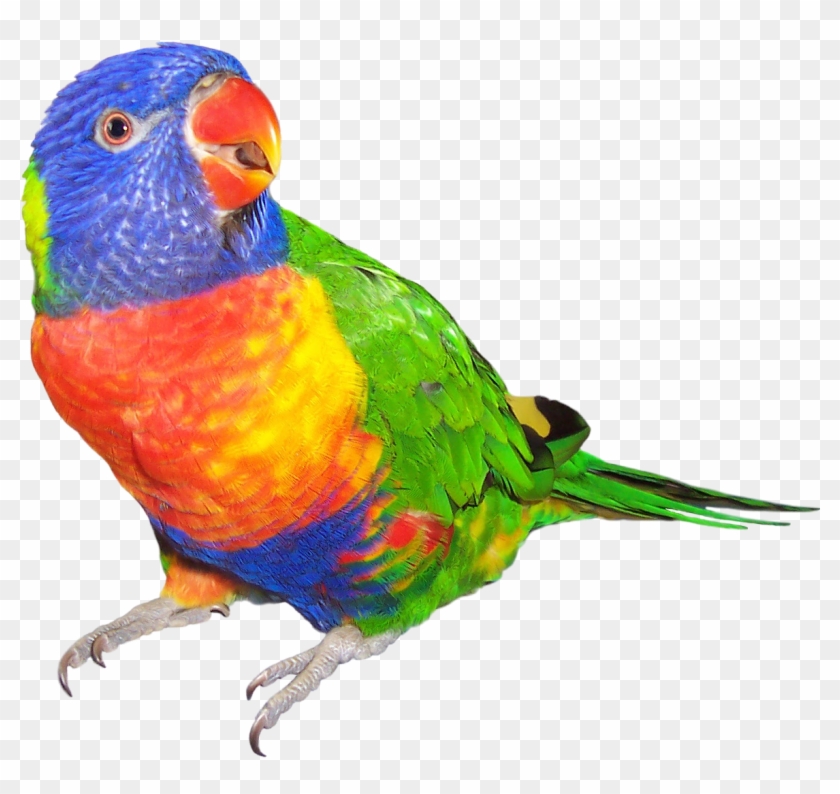 Png Transparent Lorikeet Bird Budgerigar Dog Transprent - Rainbow Lorikeet No Background Clipart #52184