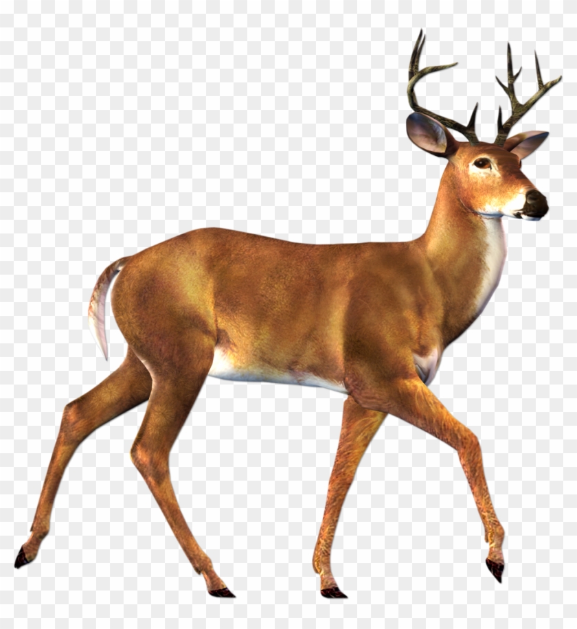 Picture Freeuse Download Deer Buck Clipart Free Clip - Deer Png Transparent Png #52688