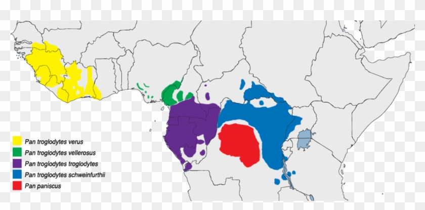 File - Pan - Geographic Distribution Of Chimps Clipart