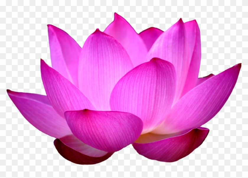 Blue Lotus Png - Lotus Png Hd Clipart #53711
