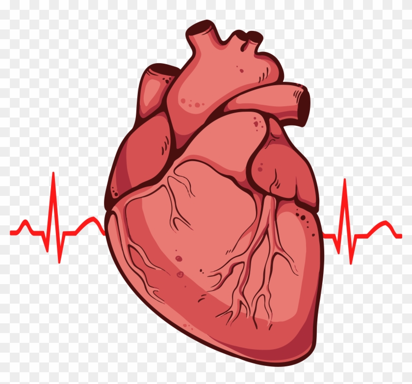 Real Heart Clipart