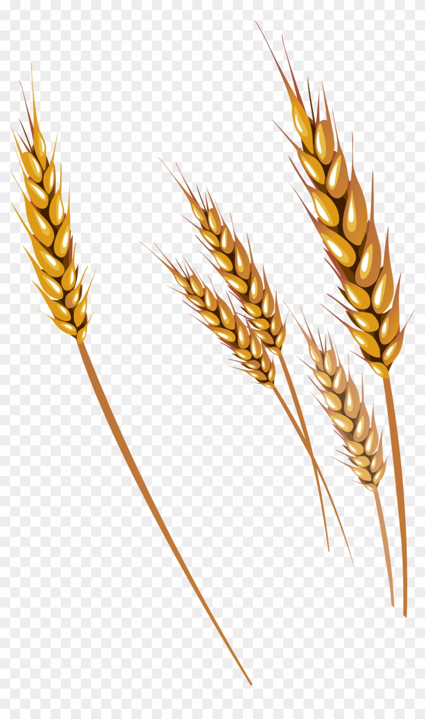 Wheat Png - Wheat Vector Clipart #54557