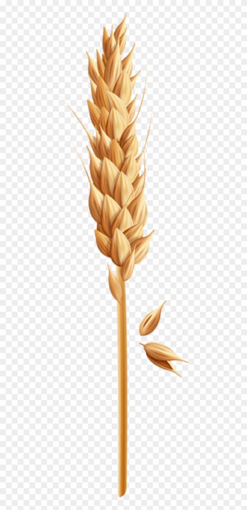 Free Png Download Wheat Grain Clipart Png Photo Png - Grain Clipart Png Transparent Png #54740