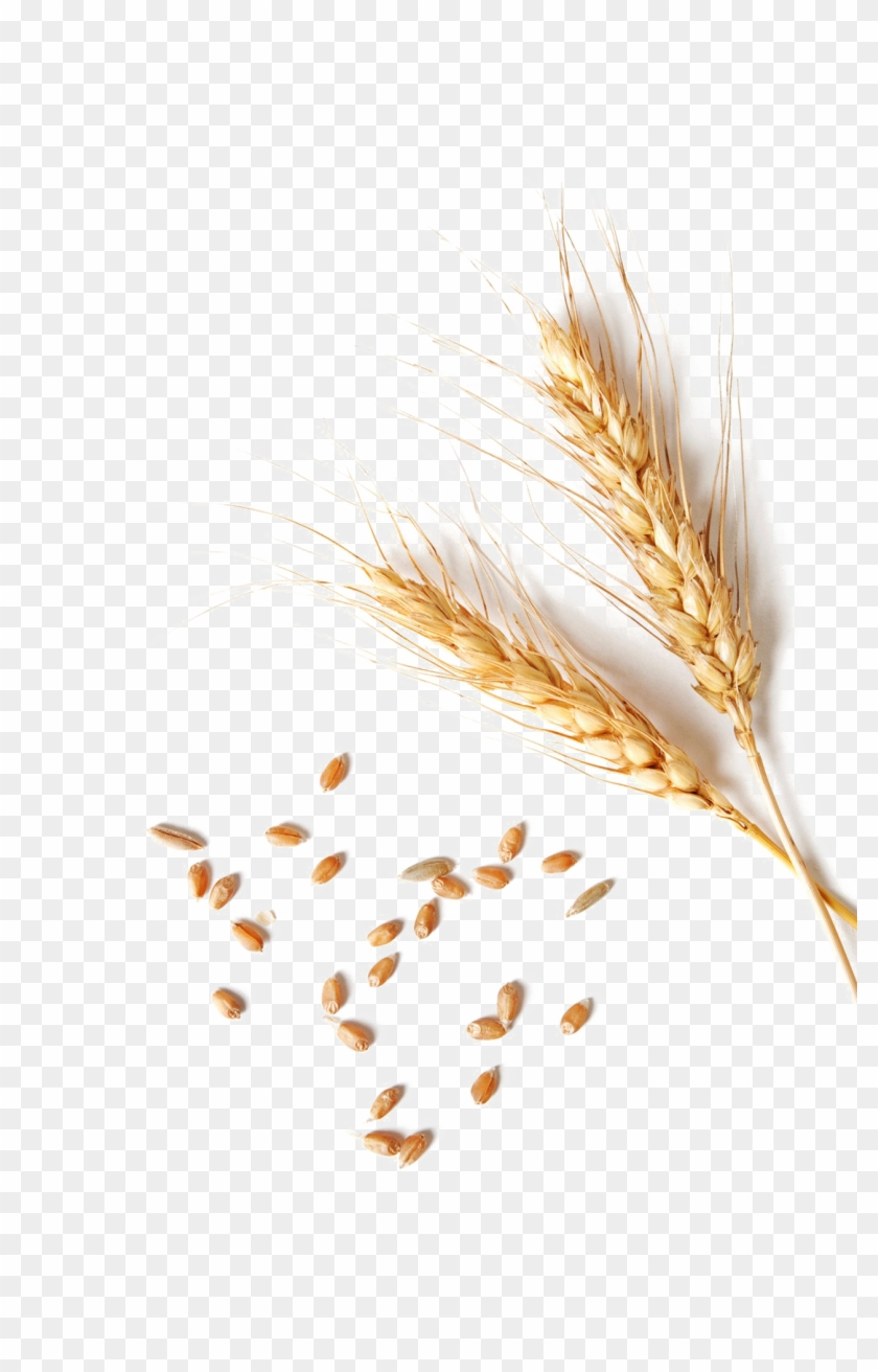 Wheat Png Clipart - Single Wheat Grain Png Transparent Png