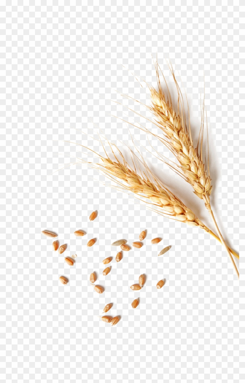 Wheat Png Clipart - Single Wheat Grain Png Transparent Png #54882
