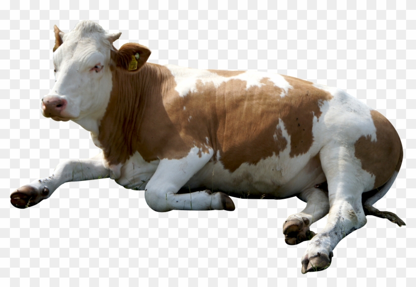 Download Cow Sitting Png Image - Cow Png Clipart #55068