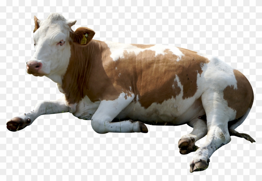 Download Cow Sitting Png Image - Cow Png Clipart
