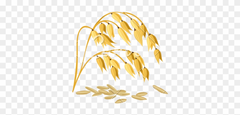 Wheat Grain Vector - Rice Grains Vector Background Clipart