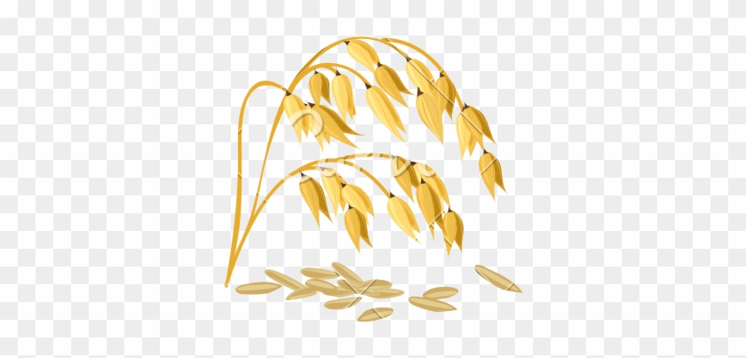 Wheat Grain Vector - Rice Grains Vector Background Clipart #55692