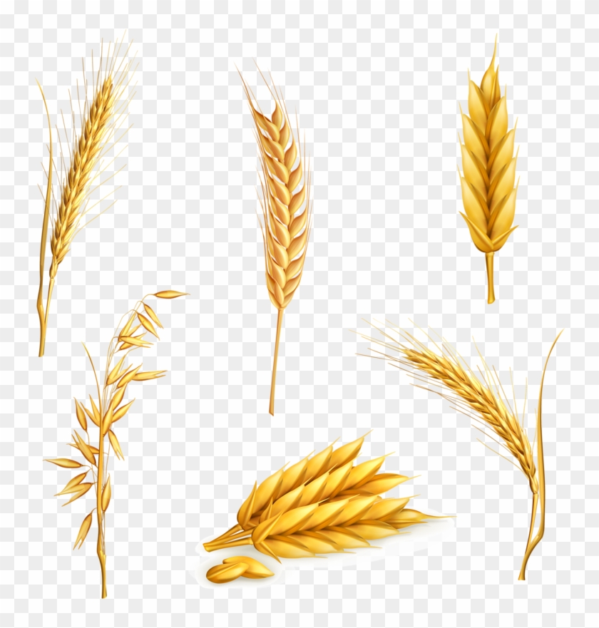 Clip Art Freeuse Library Cereal Clip Art Yellow Transprent - Stock Vector Wheat - Png Download