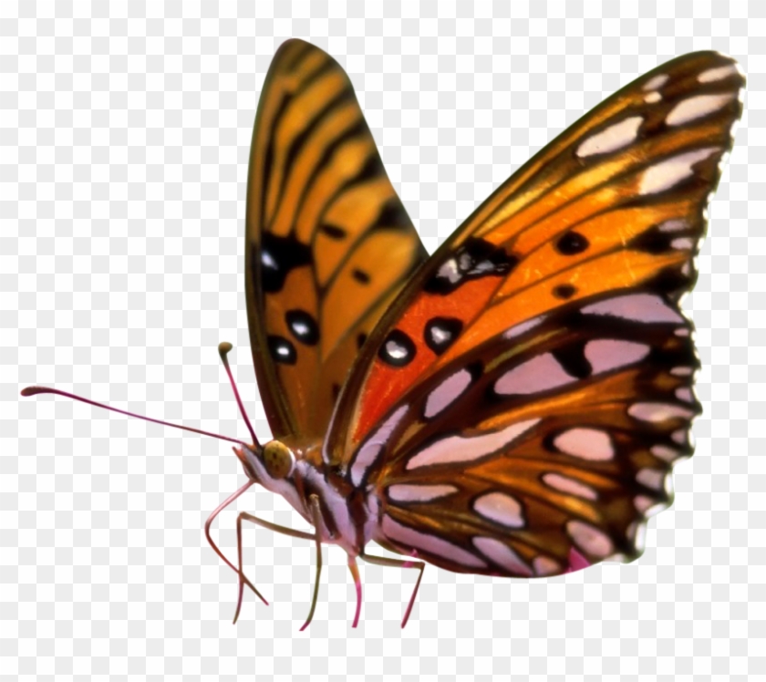 Butterfly Png Sitting On Flower - Butterflies Transparent Background Png Clipart