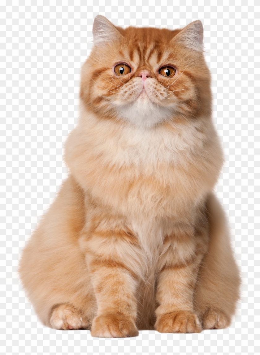 Sitting Cat Png Clip Art - Enjoy Your Cats Mgtow Transparent Png #55868