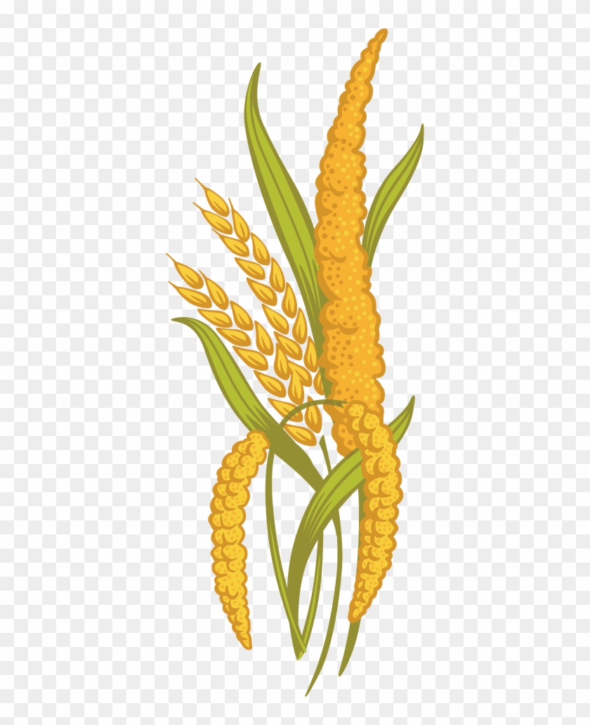 Grain Clipart Transparent - Png Grains Clipart