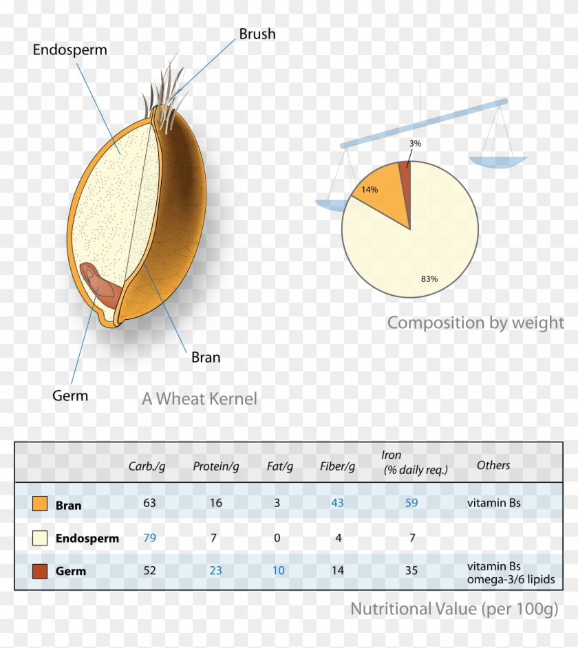 Wheat-kernel Nutrition - Anatomy Of Wheat Berry Clipart