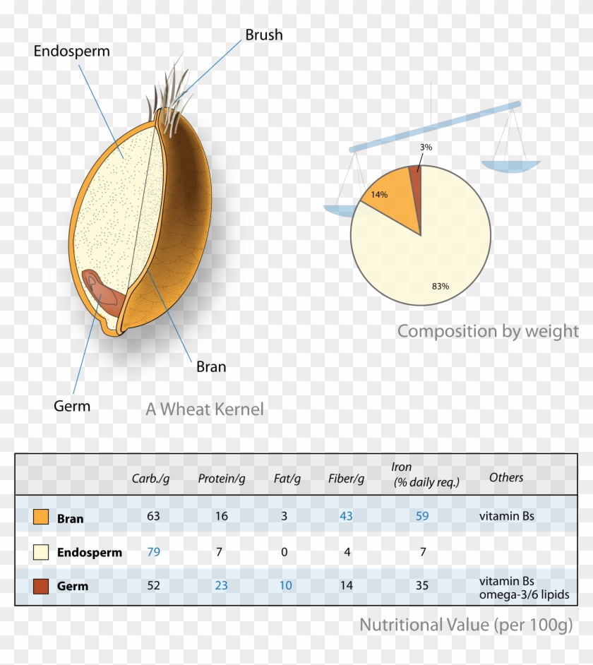 Wheat-kernel Nutrition - Anatomy Of Wheat Berry Clipart #56181
