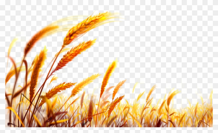Wheat Png Image Purepng Free Transparent Cc Ⓒ Clipart