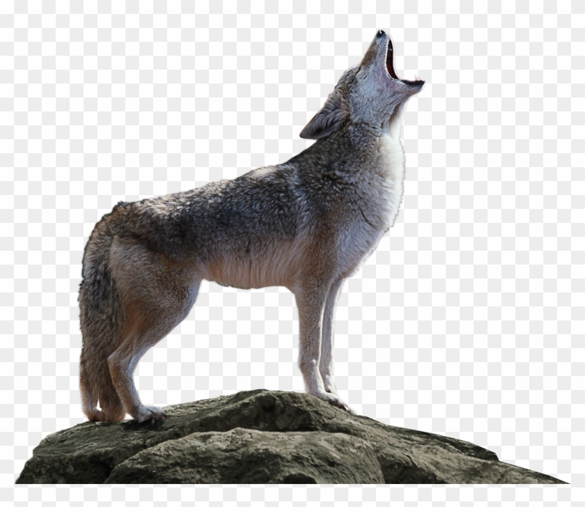 Transparent Background Of Coyote Clipart