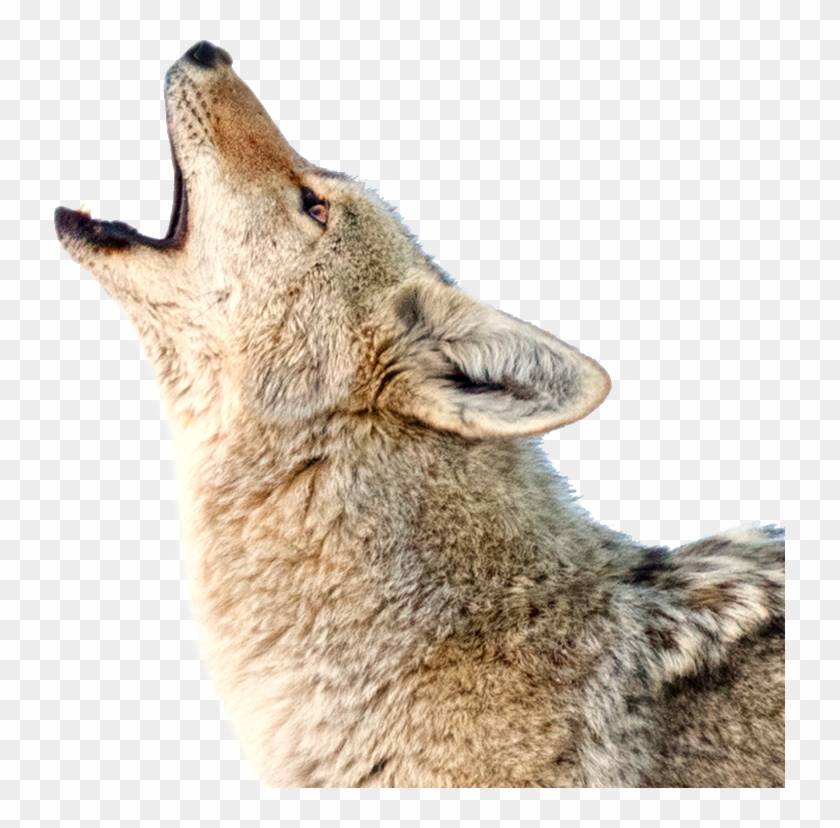 Coyote Png Transparent Background Clipart