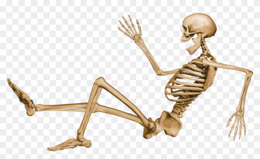Skeleton Sitting - Human Skeleton Png Clipart #56595