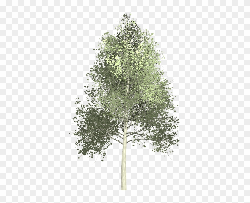 Tree Painting Png - Quaking Aspen Png Clipart