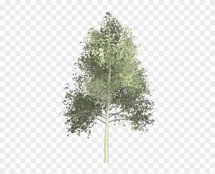 Tree Painting Png - Quaking Aspen Png Clipart #56679