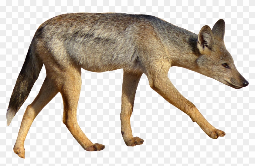 Coyote With White Background Clipart #56702