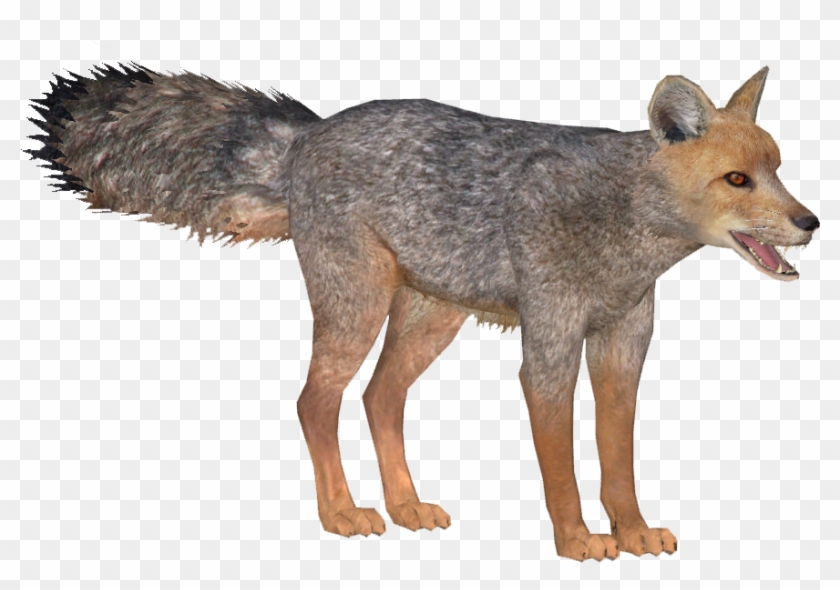 Image Culpeo Lgcfm Png Zt Download Library - Jackal Clipart