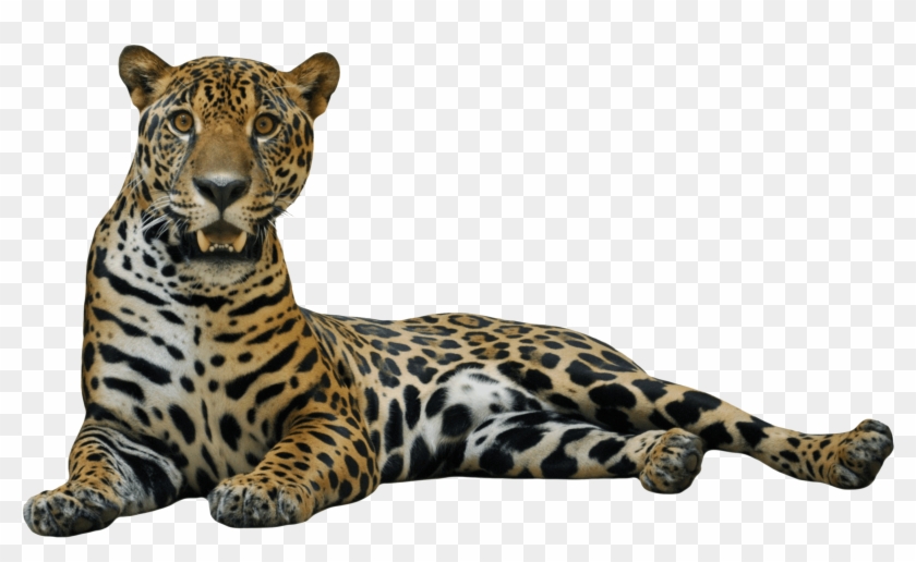 Sitting Leopard Png Image - Jaguar Png Clipart #56982