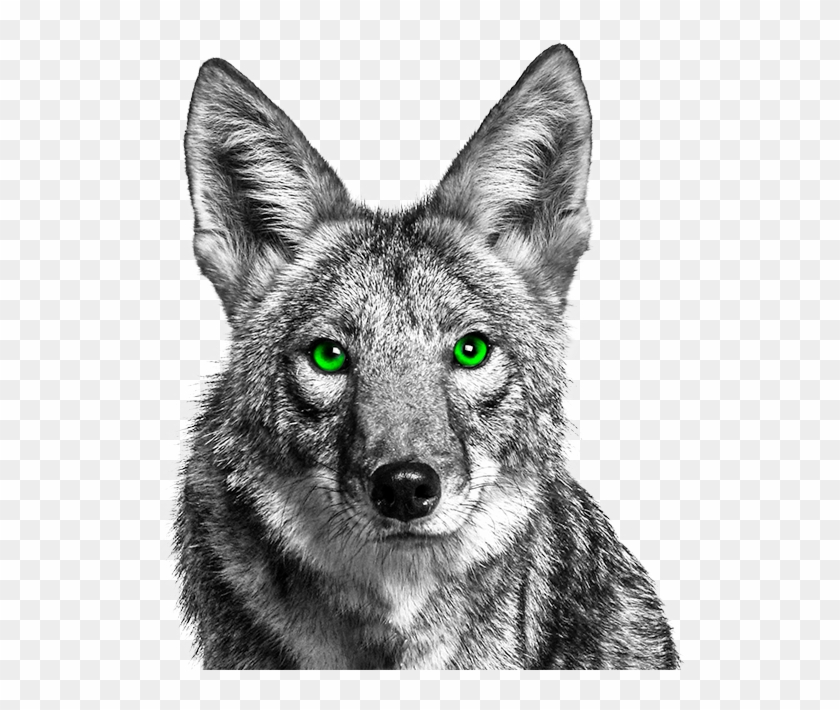 Front Page Story, Brownsville Herald, "coyotes Reported - Coyote With Green Eyes Clipart