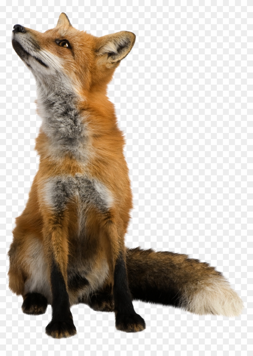 Isolated Photos Of Red Fox - Fox Transparent Clipart #58005
