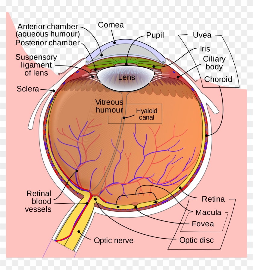 Schematic Diagram Of The Human Eye En - Eye Diagram Clipart #500201