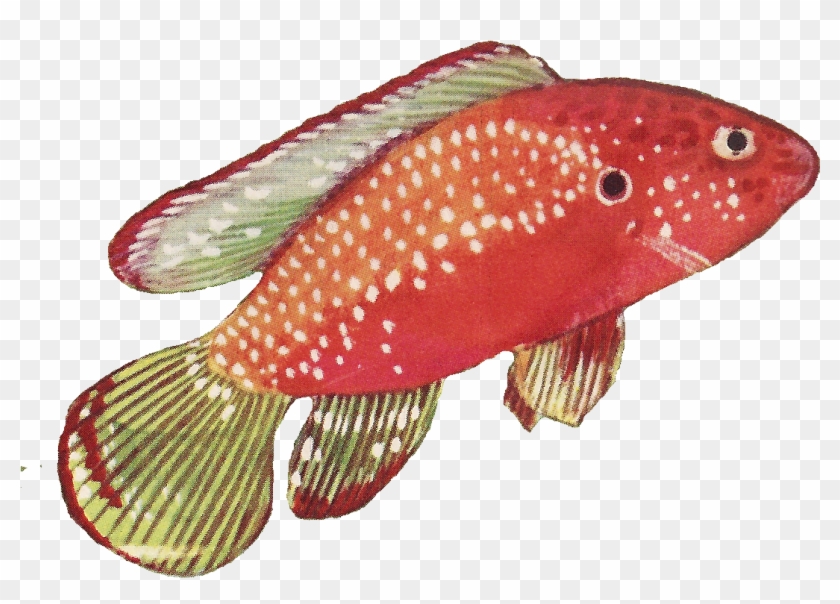 Leaping Frog Designs - Coral Reef Fish Clipart #500454