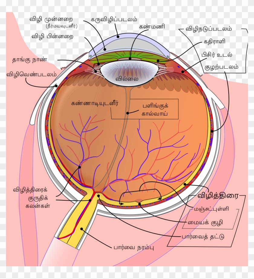 Open - Eye Globe Clipart