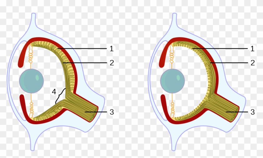 Eyeball Png Clipart #500882