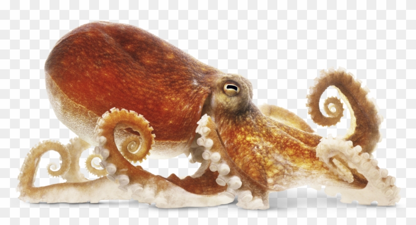 Octopus Png Image - Octopus Png Clipart #500936