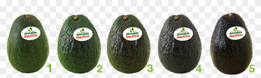 2-avocado - Avocado Color Chart Clipart #501156