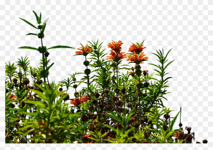 Garden Png Image With Transparent Background - Bushes Png Clipart #501979