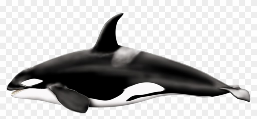 Whale Png - Big Is A Killer Whale Clipart #502314